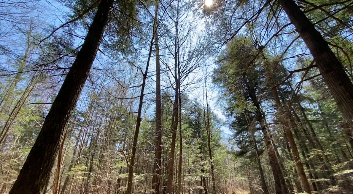 Menominee tribe plants thousands of trees across Wisconsin
